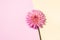 Pink dahlia flower on pastel yellow background. Top view. Flat lay. Copy space. Banner. Creative minimalism still life. Floral