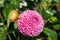 Pink dahlia flower with raindrops growing in the garden