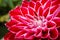 Pink dahlia flower with white details macro photo