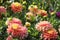 Pink dahlia flowers close-up