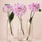 Pink dahlia flowers in glass bottles