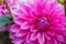 pink  Dahlia flowers newly blossomed in garden