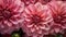 Pink Dahlia flowers with water drops background. Closeup of delicate blossom with glistening droplets. Generative AI