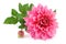 Pink dahlia isolated