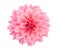 Pink dahlia isolated