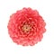 Pink dahlia isolated on white background