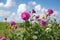 Pink dahlia perennial plant in the fields