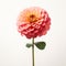 Pink Dahlia: Realistic Sculptures In Graflex Speed Graphic Style