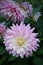 Pink Dahlia Semi-cactus blossom close-up Outdoor