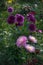 Pink Dahlia Star\\\'s Favourite and purple \\\