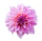 Pink dahlia on white with clipping path