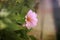 Pink dahlias bloom beautifully in autumn