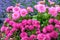 Pink dahlias and blue lavender in summer garden. Summer season with lots of flowering blooms in bright and intense pink. 