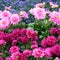 Pink dahlias and blue lavender in summer garden. Summer season with lots of flowering blooms in bright and intense pink