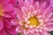 Pink Dahlias with Raindrops