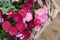 Pink daisies in a basket - Bellis perennis