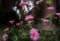 Pink daisies at dusk.   Macro image.