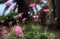 Pink daisies at dusk.   Macro image.