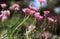 Pink daisies at dusk.   Macro image.