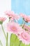 Pink daisies on fresh background