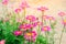 Pink daisies in the garden. natural wallpaper, background for design, place for text, spring flowers