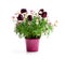 Pink daisies marguerite with dwarf black tulips in flower pot i