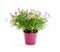 Pink Daisies Marguerite perennials in flower pot isolated on wh