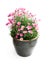 Pink Daisies Marguerite perennials in flower pot isolated on wh