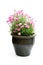 Pink Daisies Marguerite perennials in flower pot isolated on wh