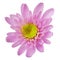 Pink daisy