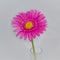 Pink Daisy