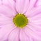 Pink daisy, chamomile or chrysanthemum macro photo close up