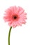 Pink daisy flower