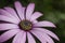 Pink daisy flower detail