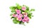Pink Daisy flowers Bellis perennis in flowerpot at white isolated background. top view