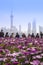Pink daisy flowers, People watching Shanghai skyline