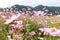 Pink daisy garden