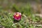 Pink daisy on green field. Daisy flower - wild chamomile. Pink daisies in the garden. Bellis perennis.