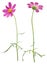 Pink daisy-herbera