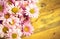 Pink daisy over wood background