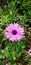 Pink Daisy is a perennial with flowers, variety of colors.