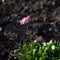 A pink Daisy slice on a black soil surface