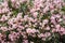 Pink daisy type flowers in a large group