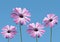 Pink daisybushes, Osteospermum, with blue sky background