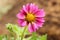 Pink dalia flower with soft defocus background