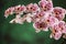 Pink Dalmatian orchid flower in the dark green background in close up