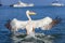 Pink Dalmatian Pelican landing in Walfish Bay