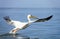 Pink Dalmatian Pelican landing in Walfish Bay