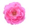 Pink damask rose flower