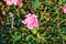 Pink damask rose and green little worm eating leaves, with unfocused background